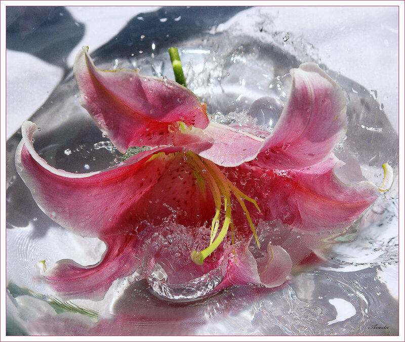 pink lily in water splash