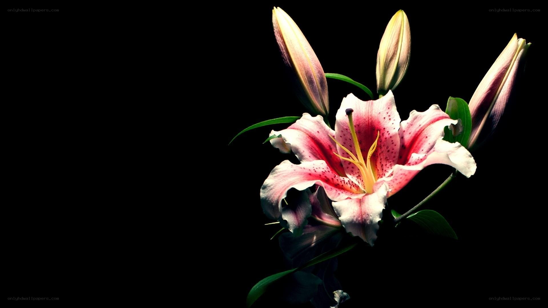 Pink lily on black background