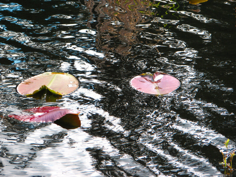 Pink Lily Pads on Water