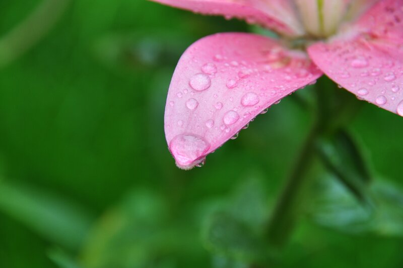 Pink Lily Petal