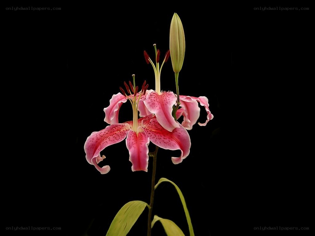 Pink lily with buds
