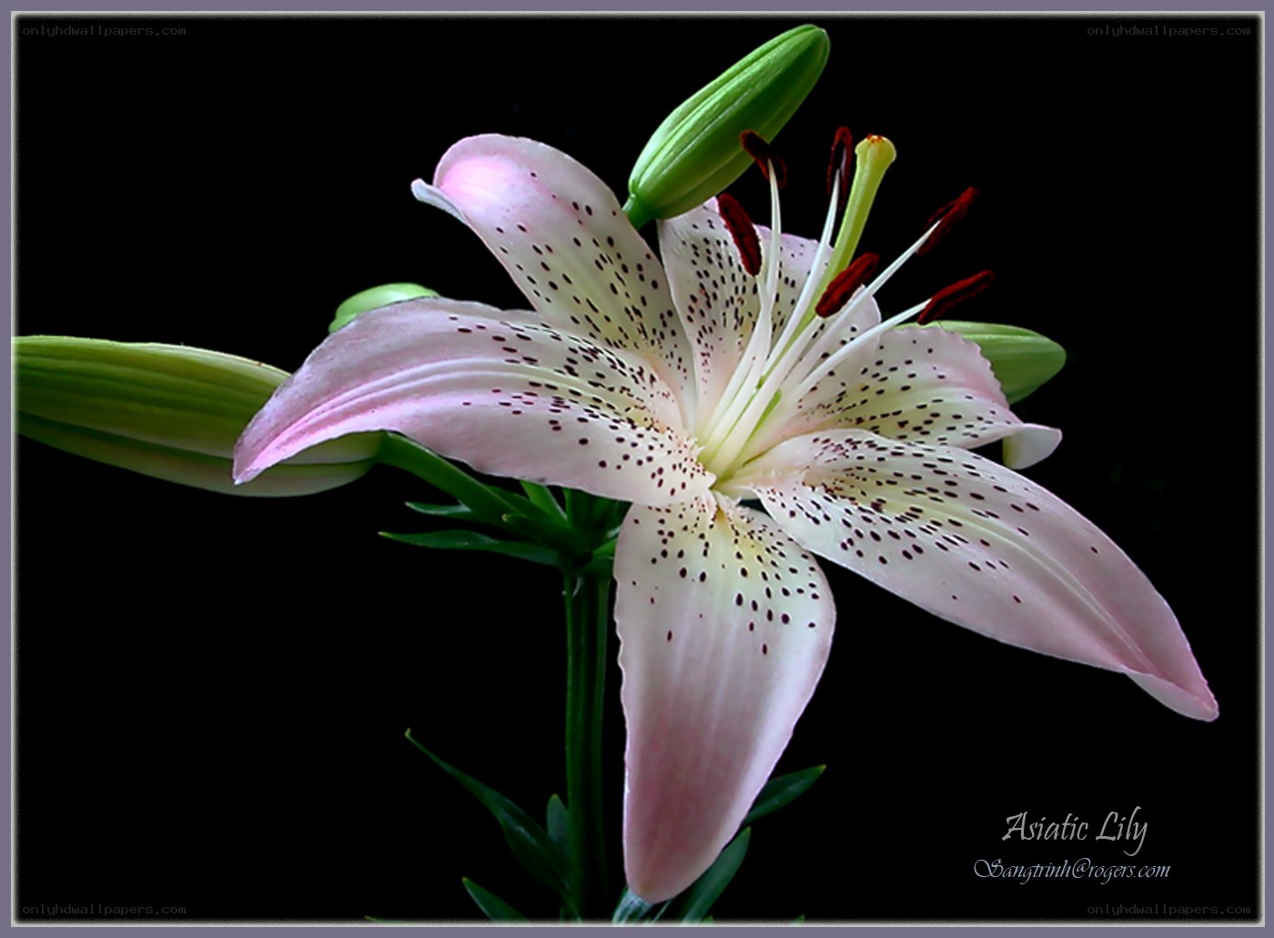 Pink lily with dark background