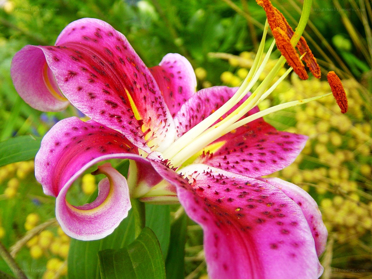 Pink lily with dark spots