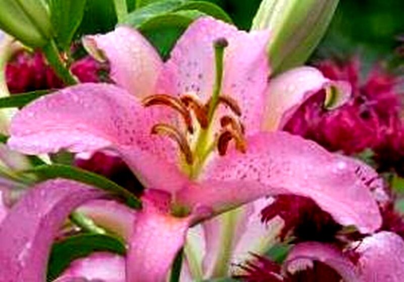 Pink lily with dew drops
