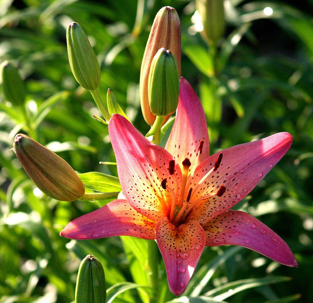 Pink lily with dew drops