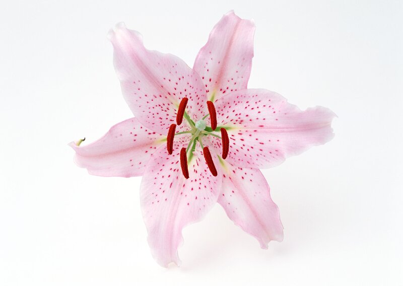 Pink lily with red spots