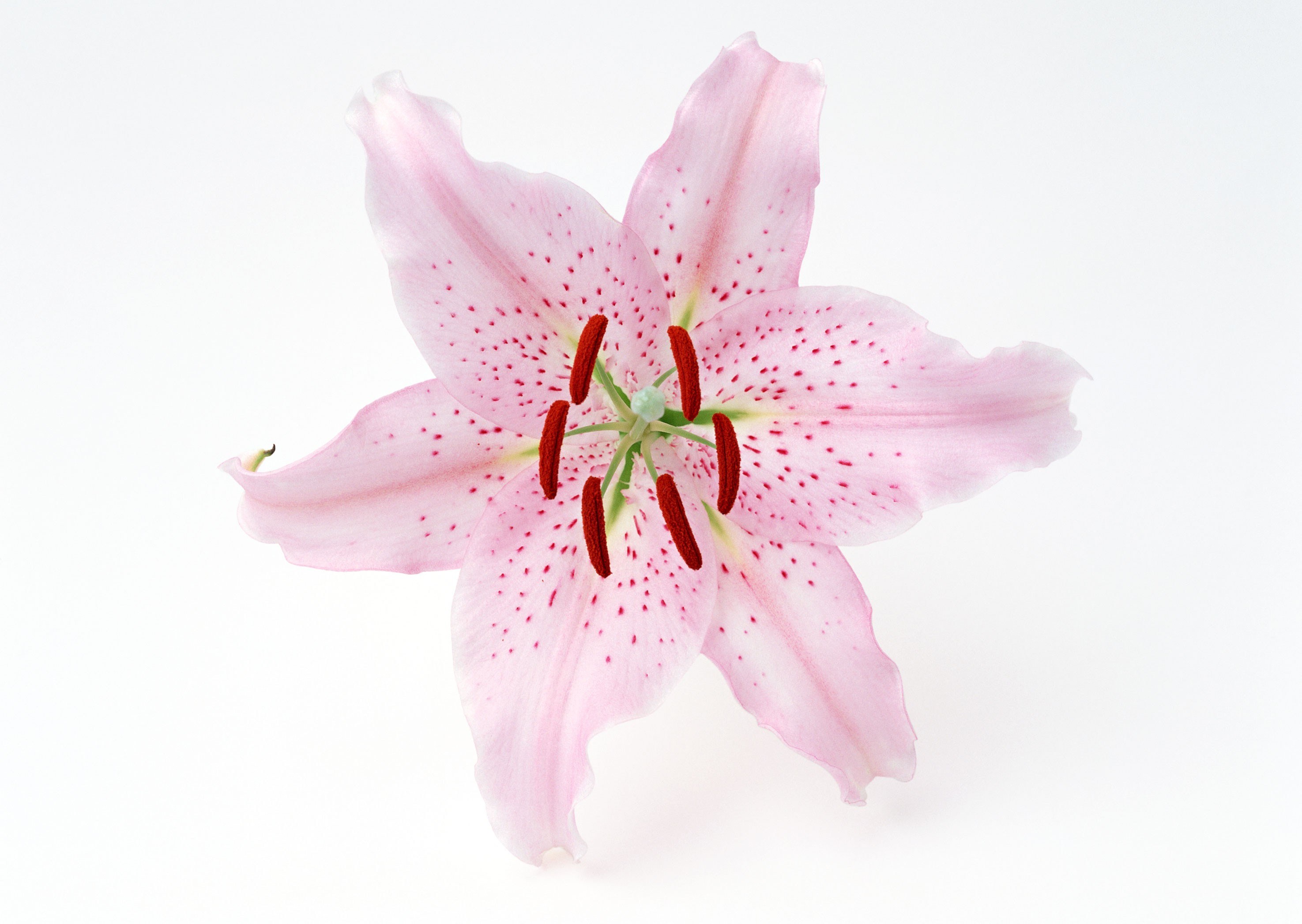 Pink lily with red spots