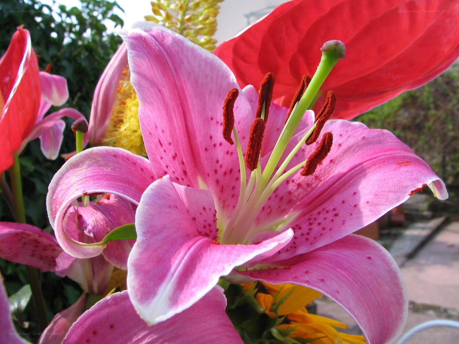 Pink lily with red spots
