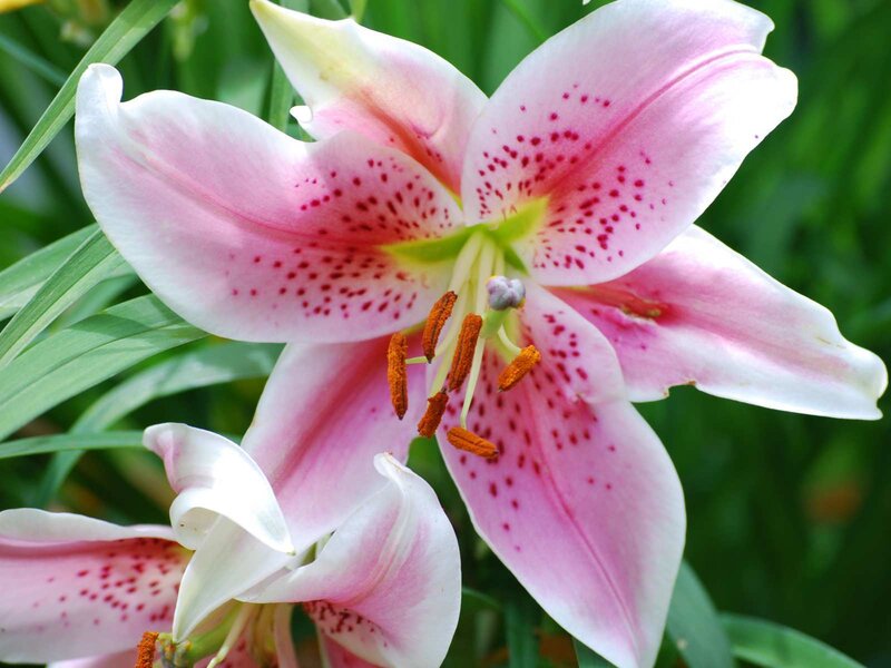 Pink lily with red spots