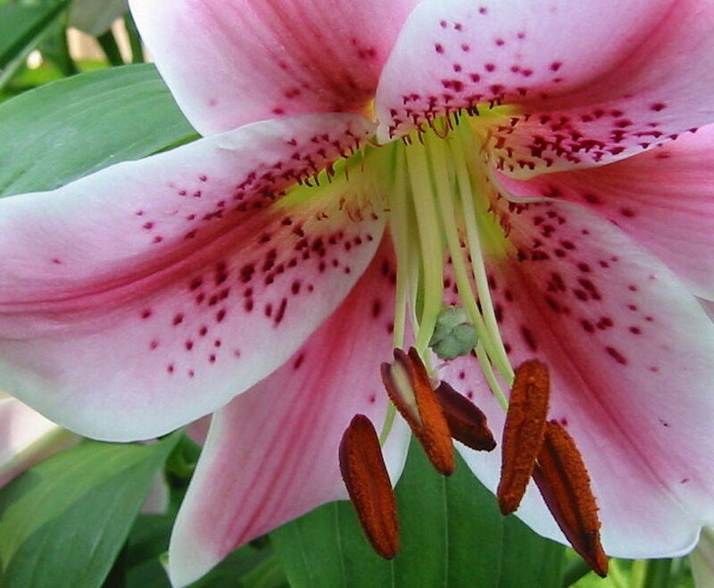 pink lily with red spots