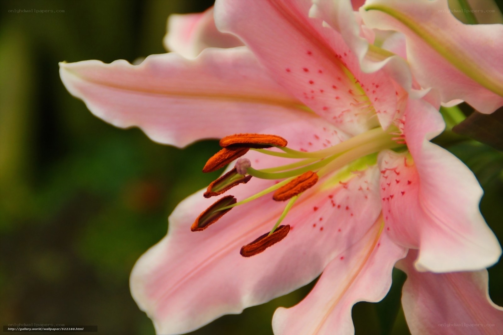 Pink lily with red spots