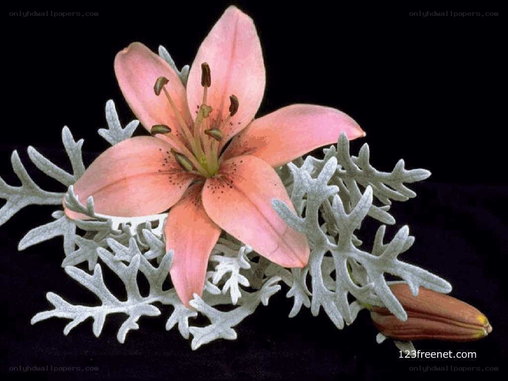 pink lily with silver foliage
