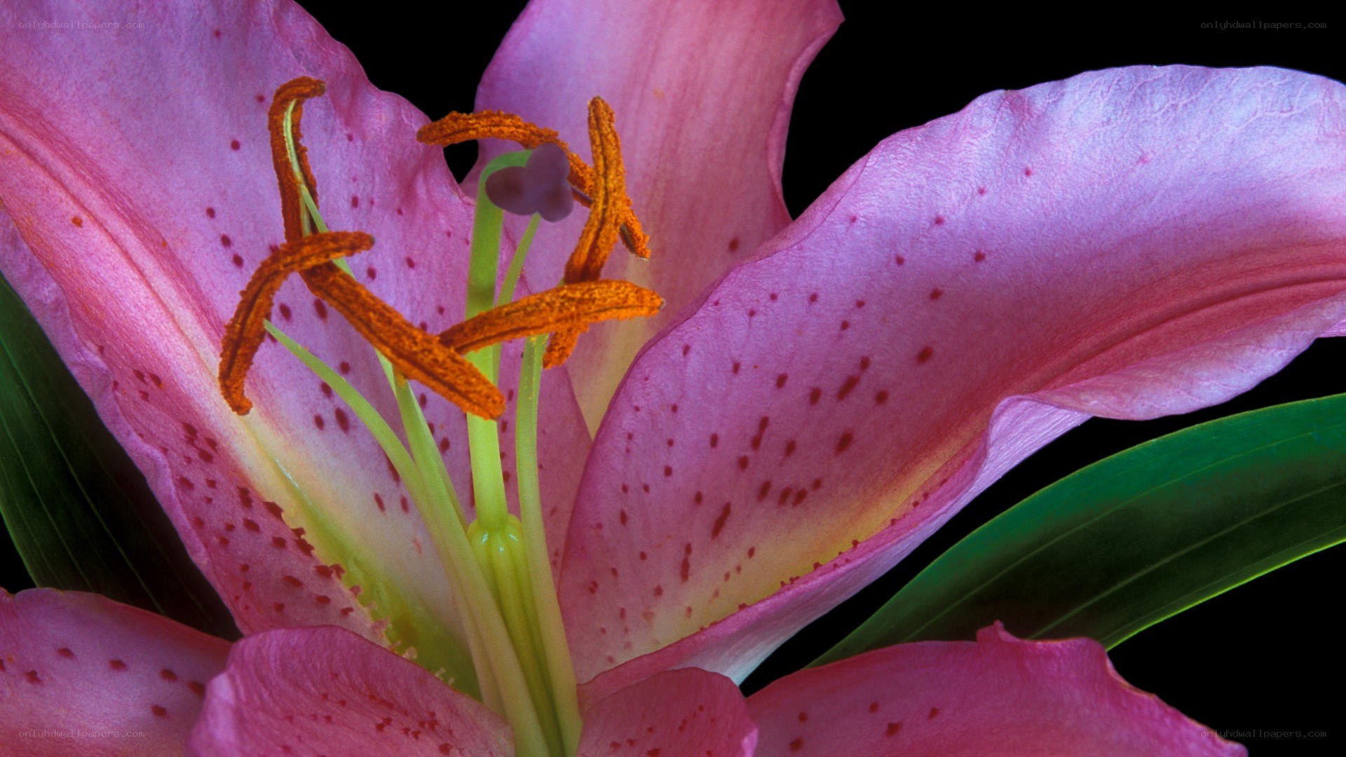 Pink lily with speckled petals