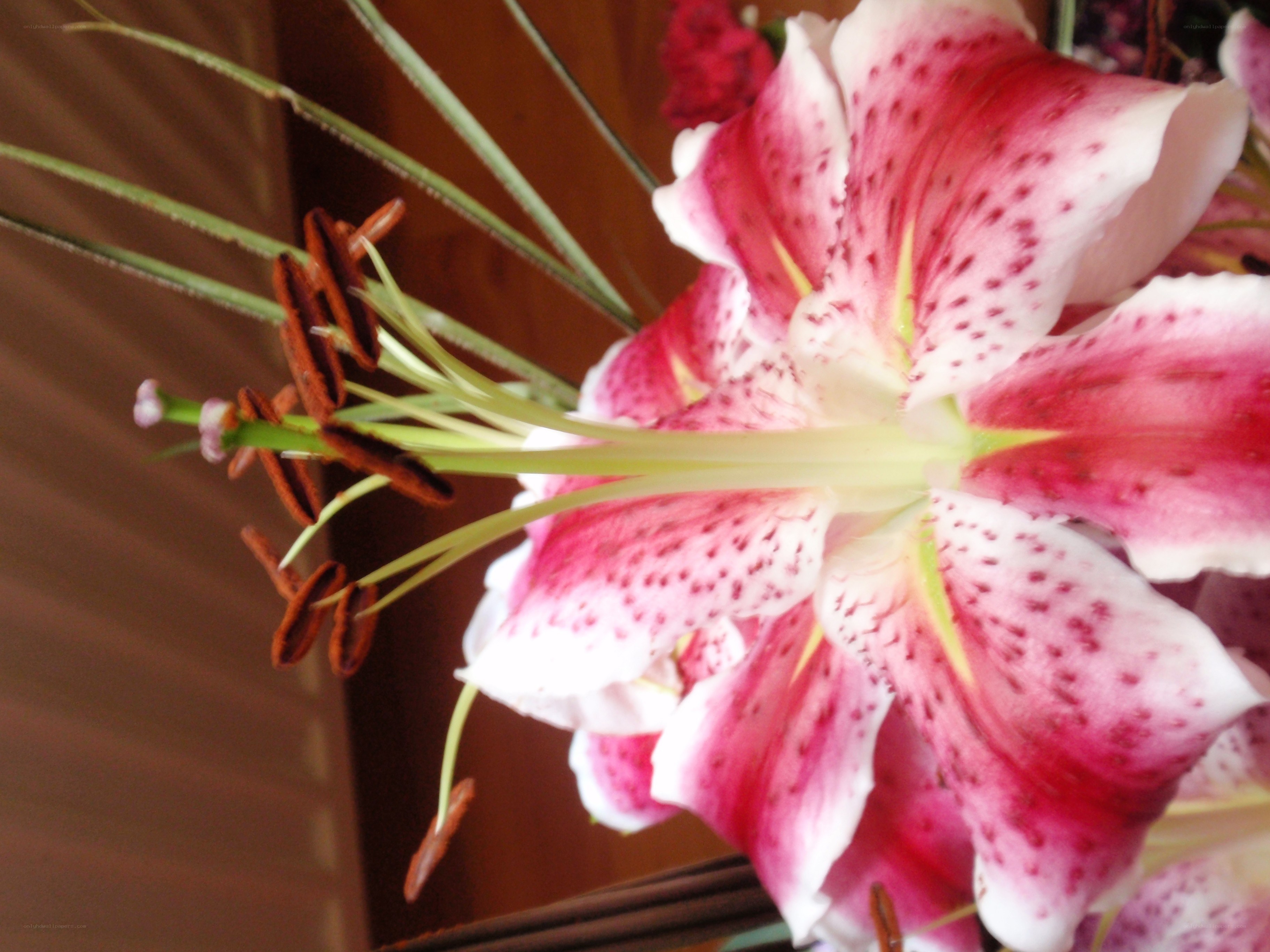 pink lily with speckled petals