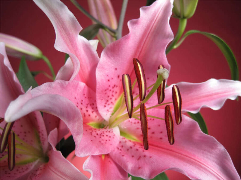 Pink lily with spotted petals