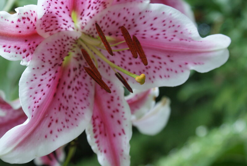 pink lily with spotted petals
