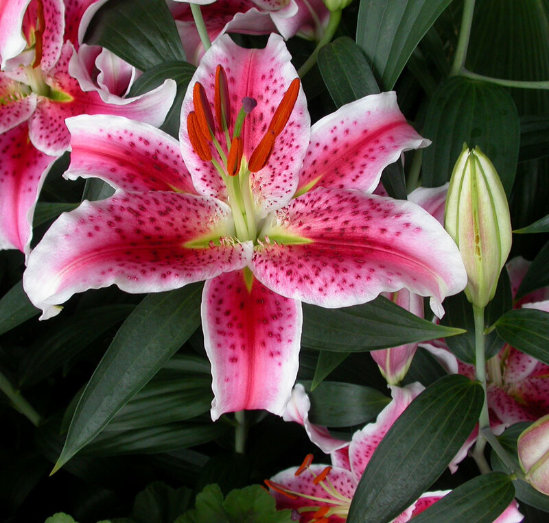 Pink lily with spotted petals