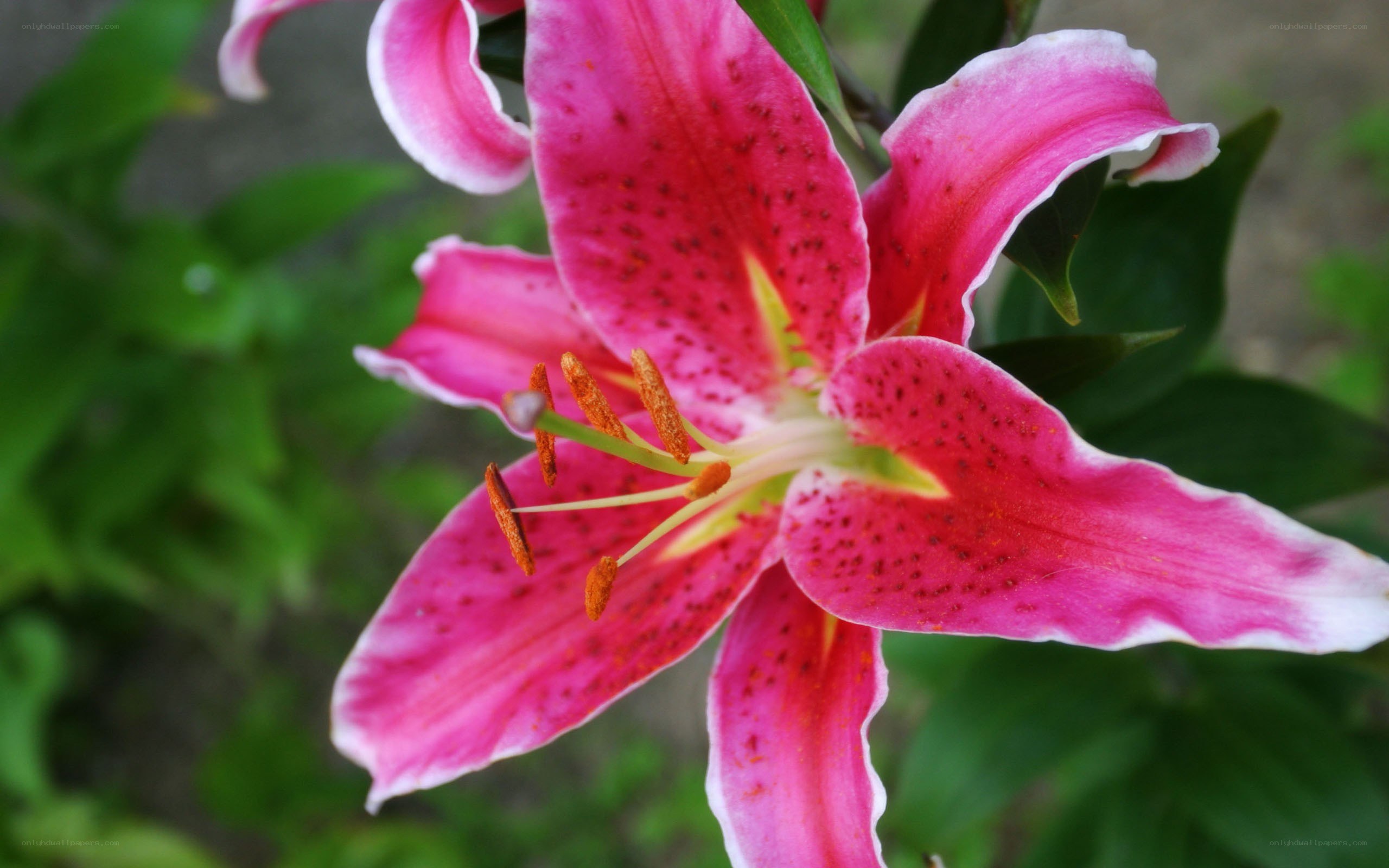 pink lily with spotted petals