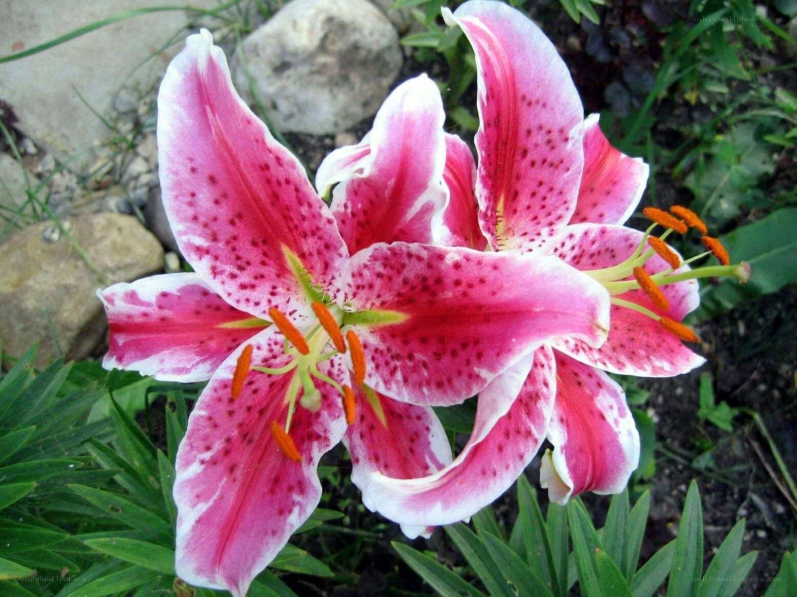 Pink lily with spotted petals