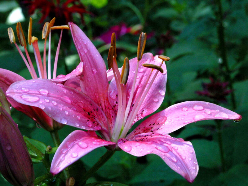Pink lily with water droplets