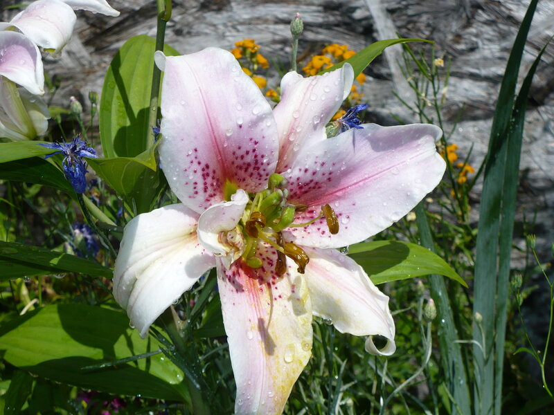 Pink lily with water droplets