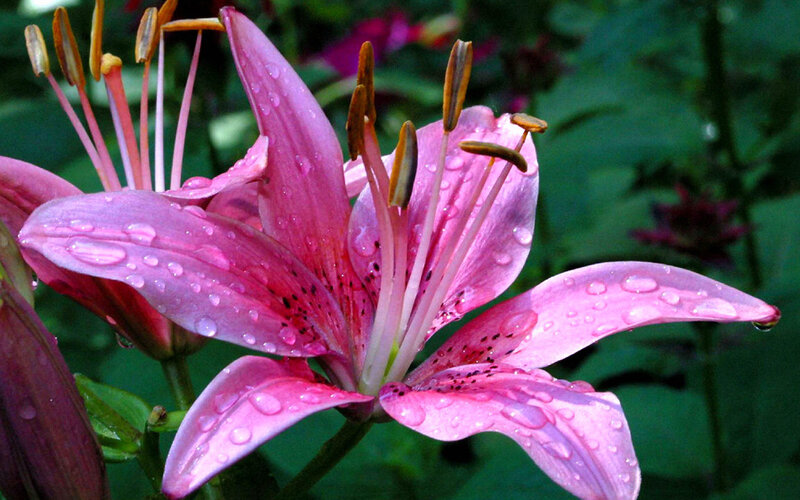 Pink lily with water droplets