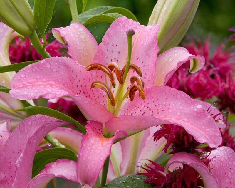 Pink lily with water droplets
