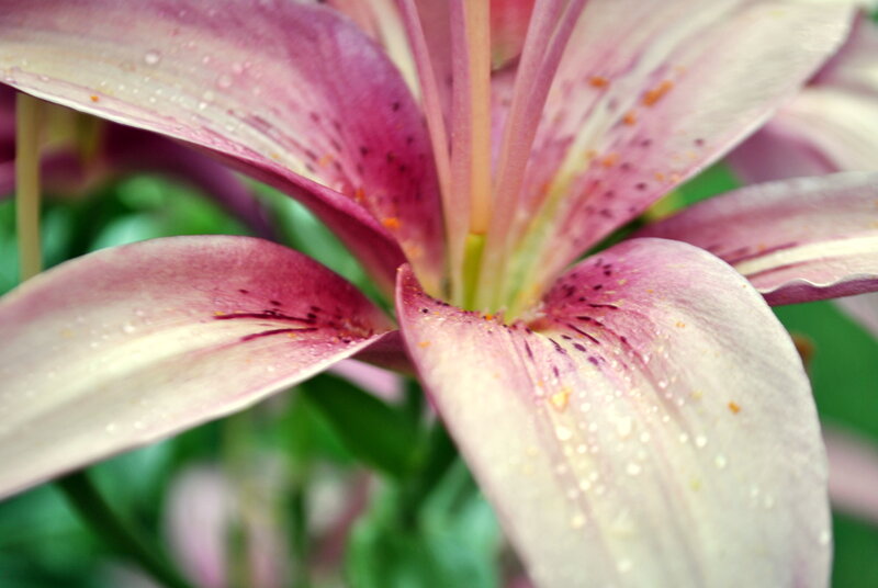 Pink lily with water droplets