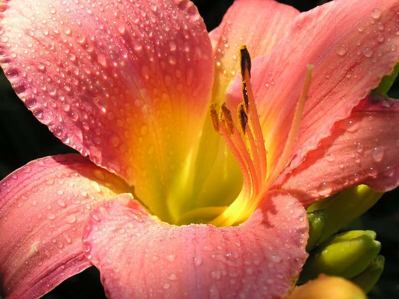 Pink lily with water droplets