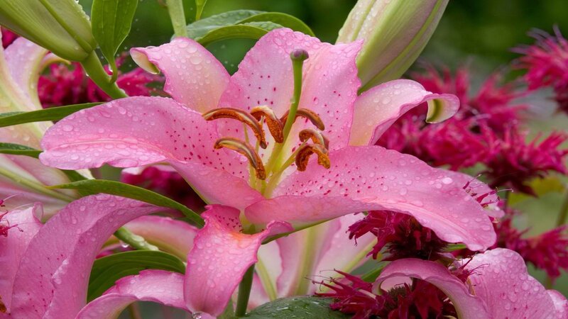 Pink lily with water droplets
