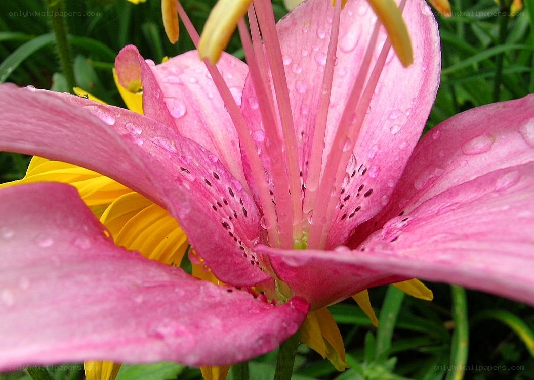Pink lily with water droplets