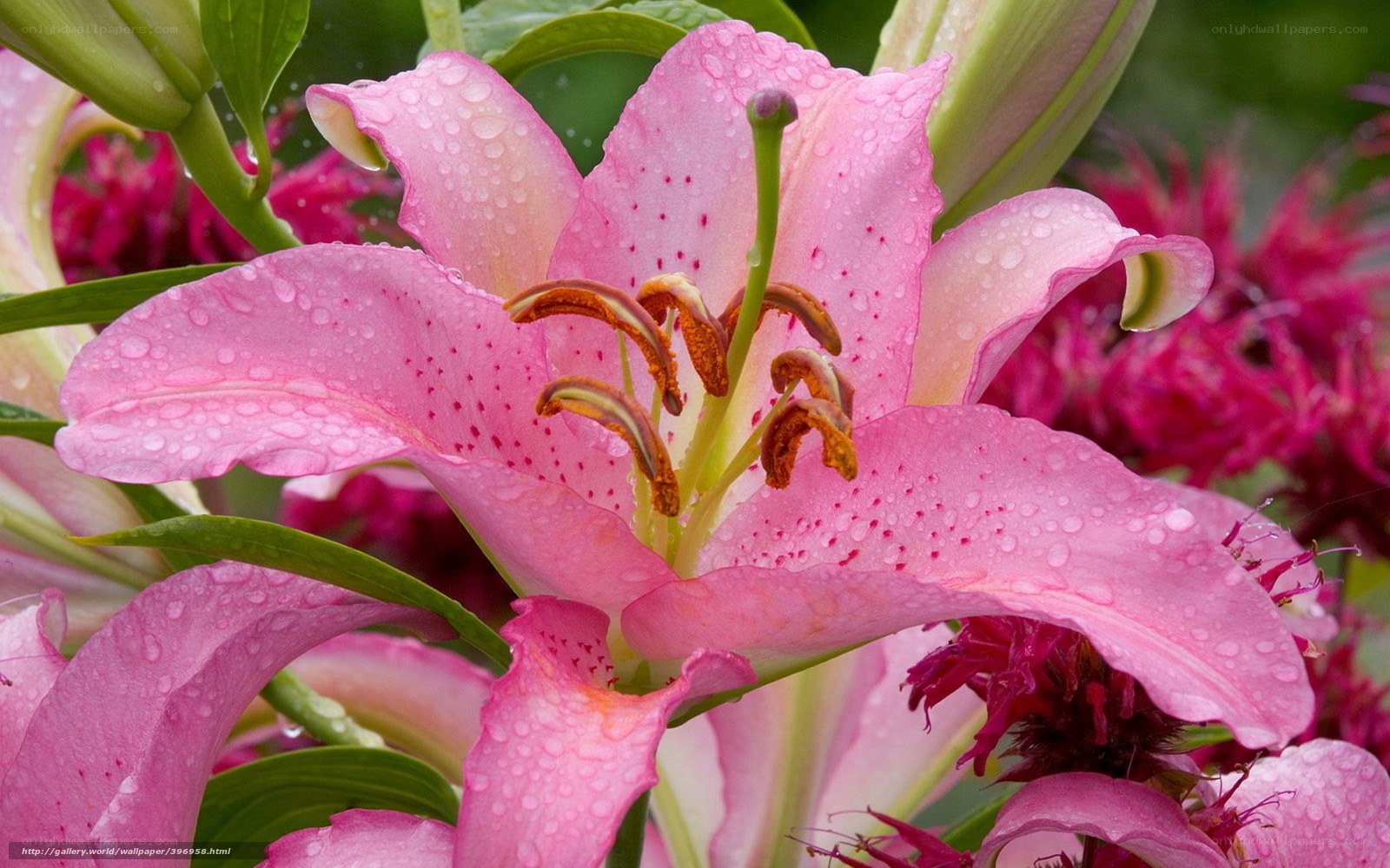 Pink lily with water droplets