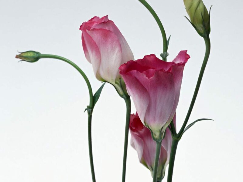 Pink Lisianthus Flowers — Calm, Photograph
