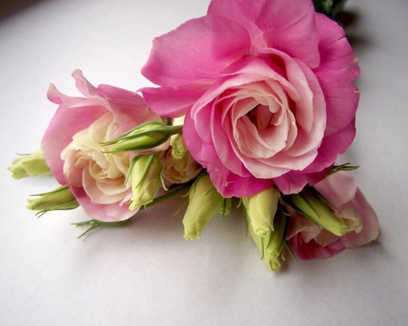 Pink Lisianthus Flowers — Calm