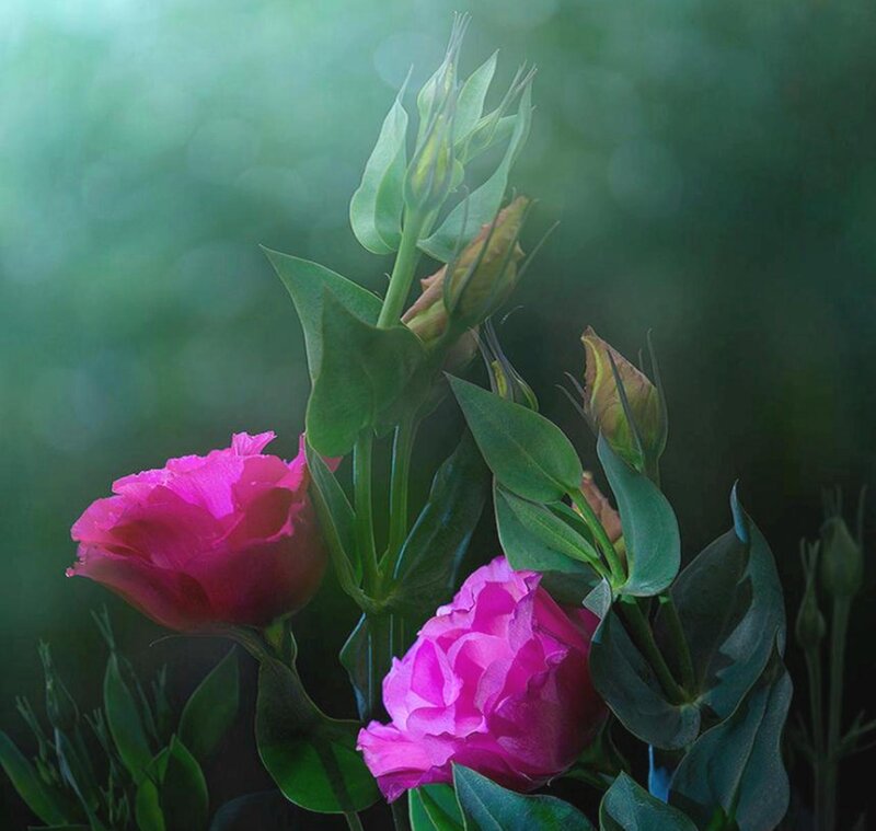 Pink Lisianthus Flowers — Serene, Photograph