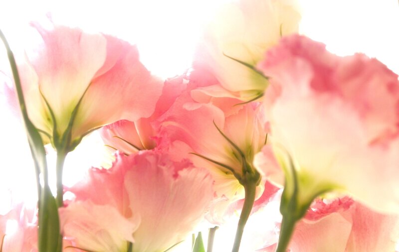 Pink Lisianthus Flowers — Soft