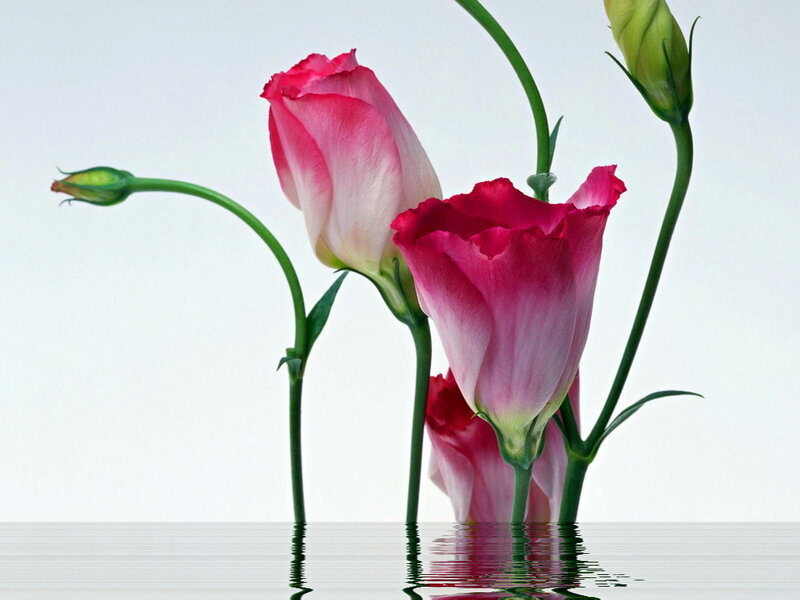 Pink Lisianthus Flowers
