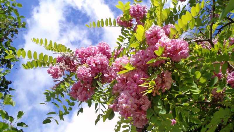 Pink Locust Blossoms