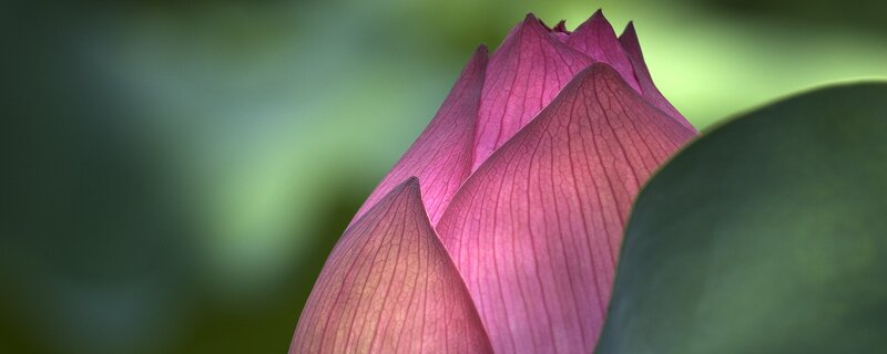 Pink lotus bud close-up