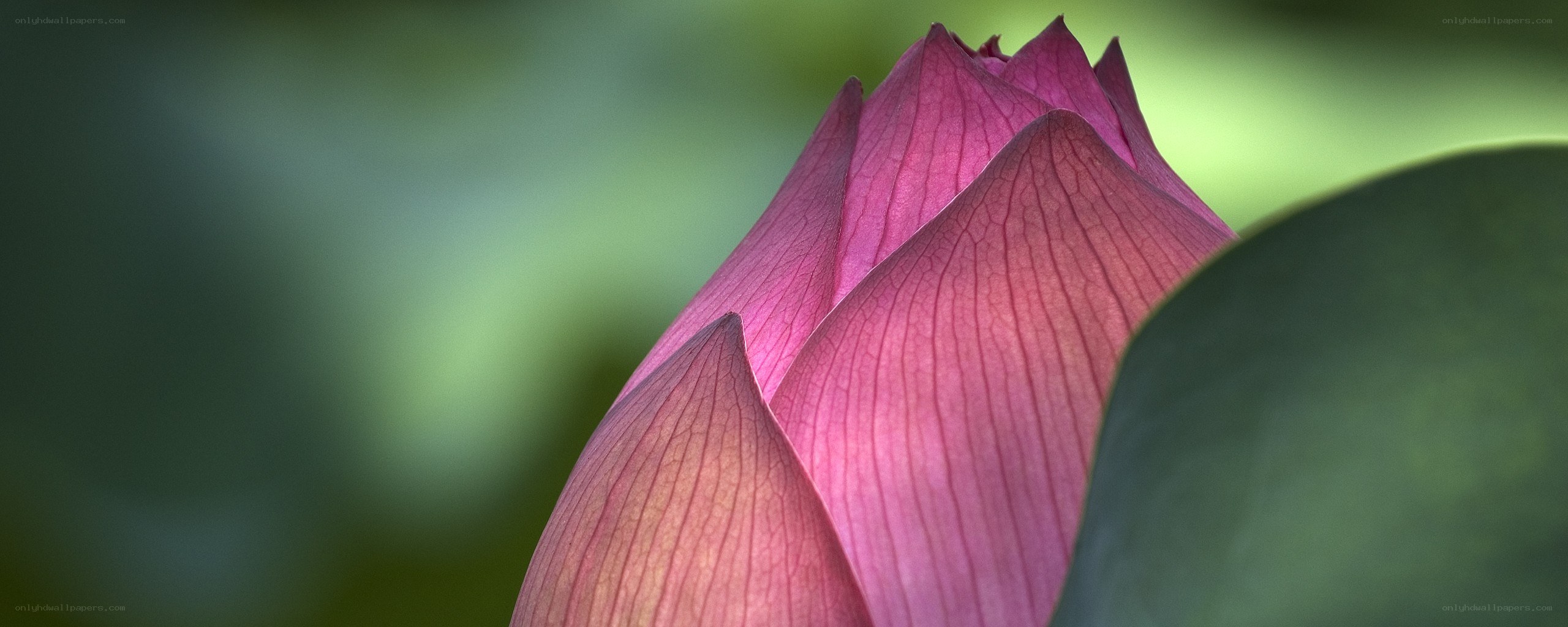 Pink lotus bud close-up