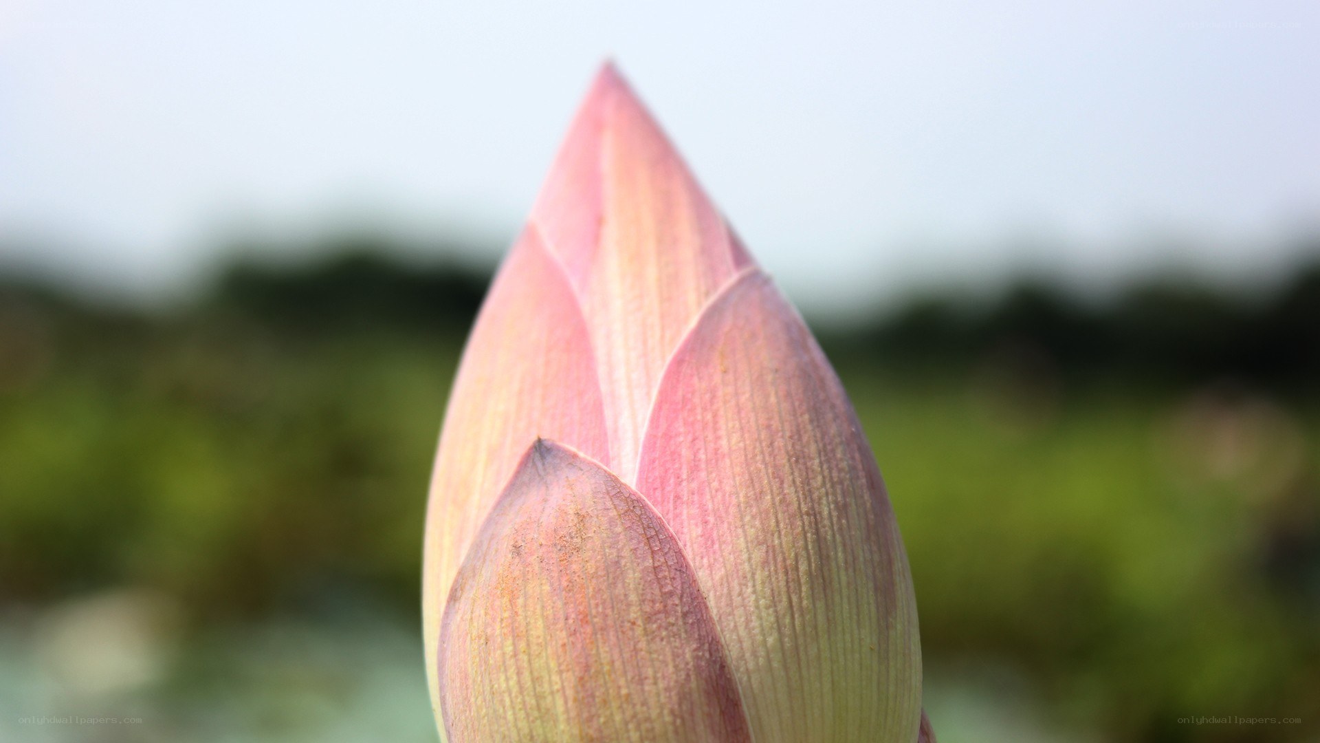 Pink lotus bud close-up
