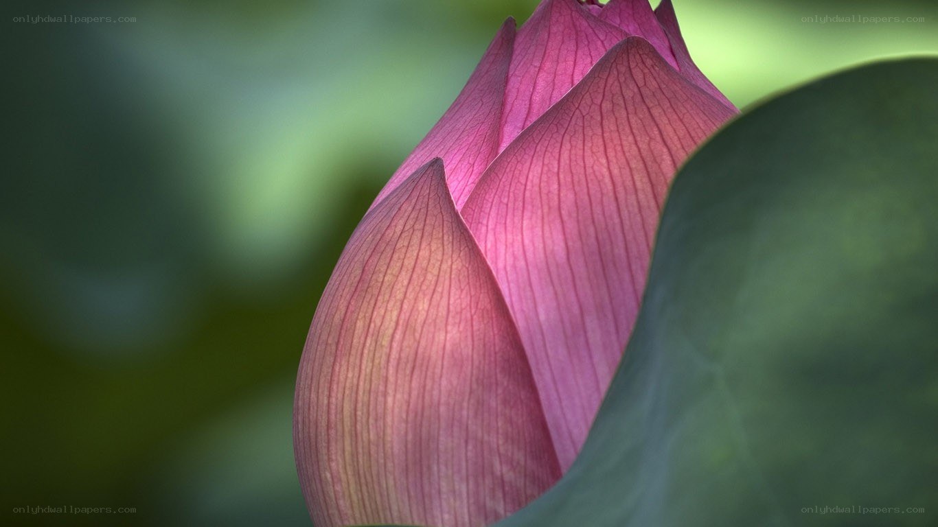 Pink lotus bud close-up
