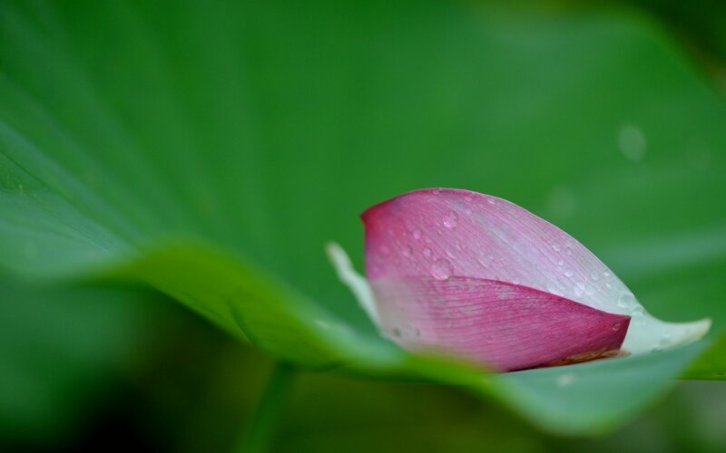Pink Lotus Bud — Green, Serene, Photograph