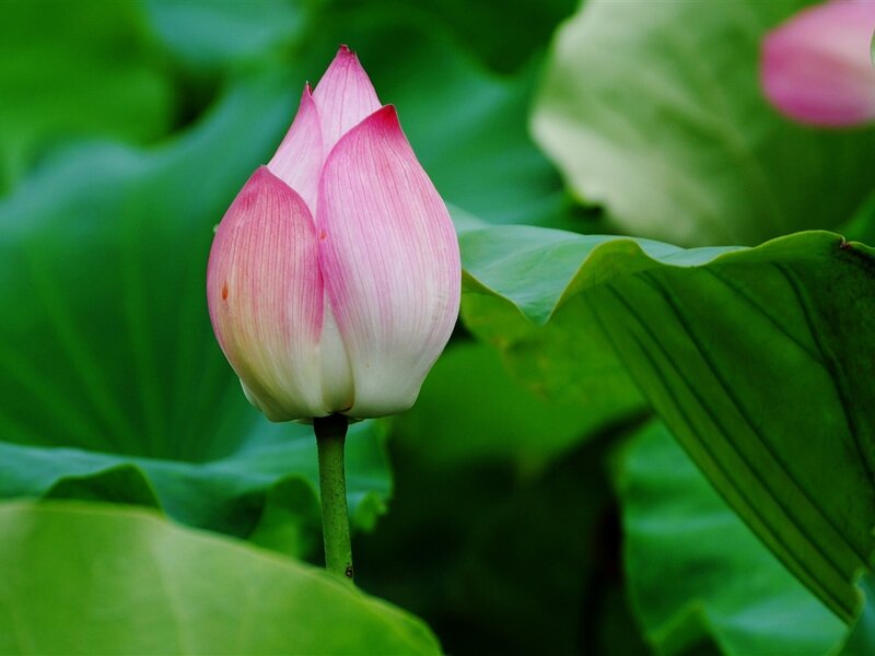 Pink Lotus Bud — Green, Serene, Summer