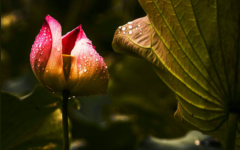Pink Lotus Bud — Green, Serene
