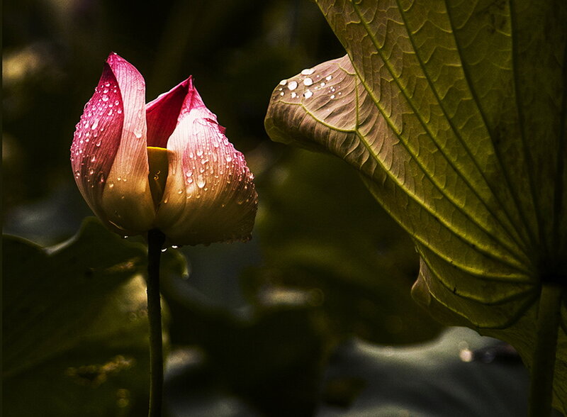 Pink Lotus Bud — Green