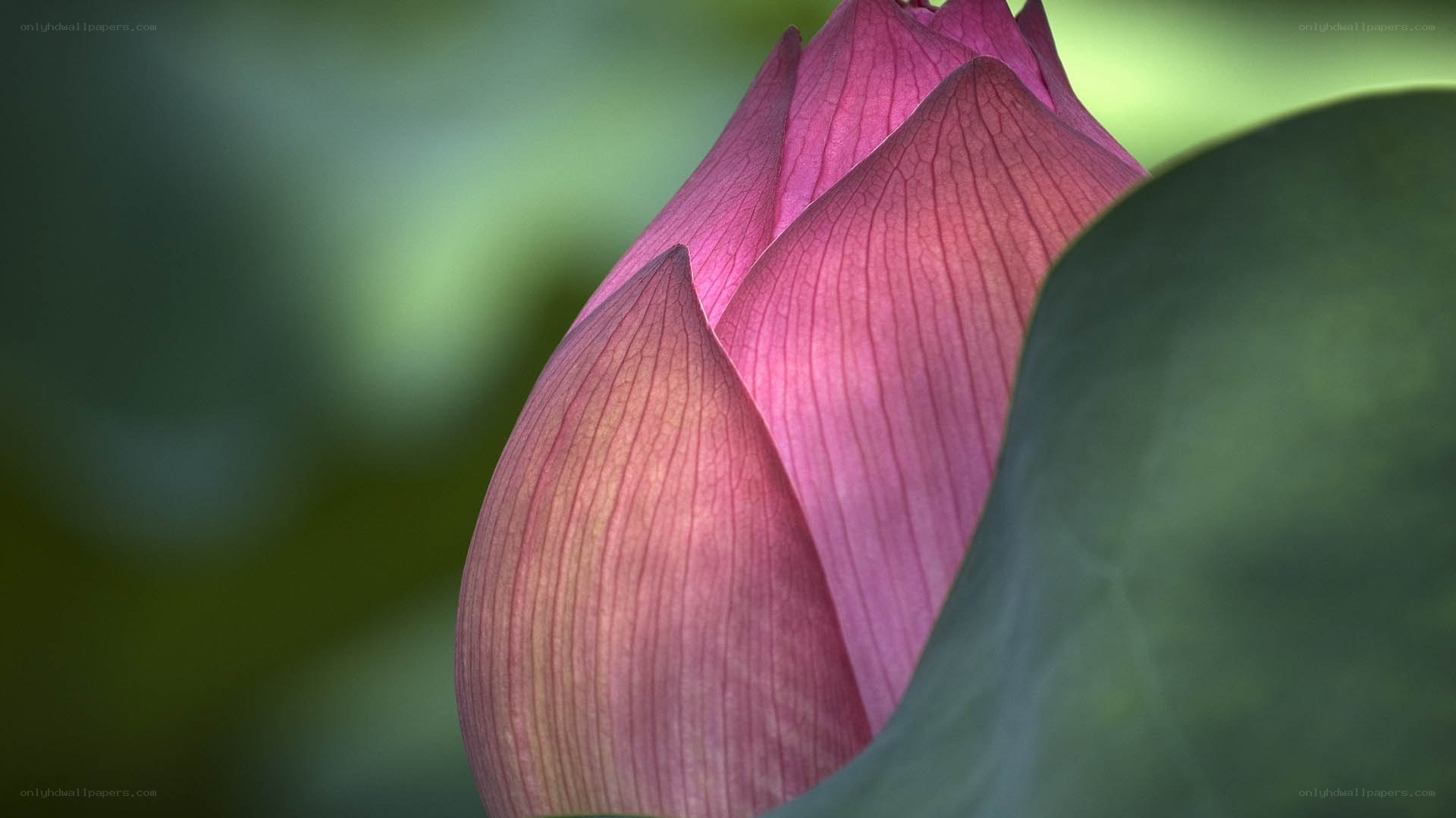 Pink lotus bud in bloom