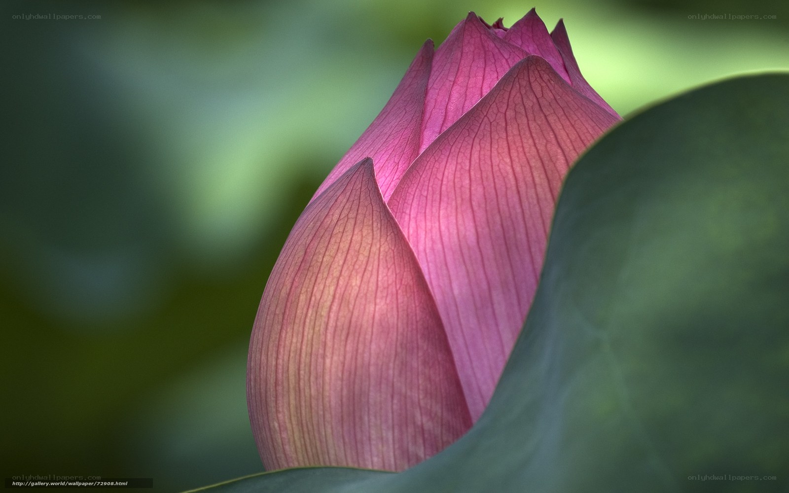 Pink lotus bud in bloom