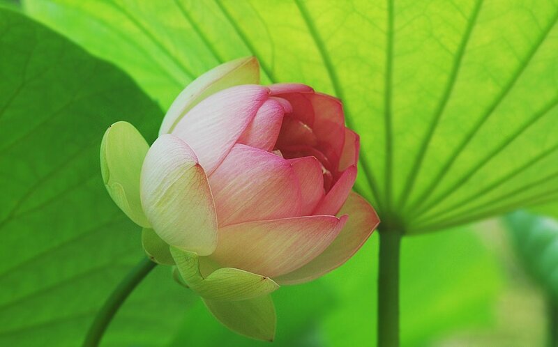Pink lotus bud in green leaves