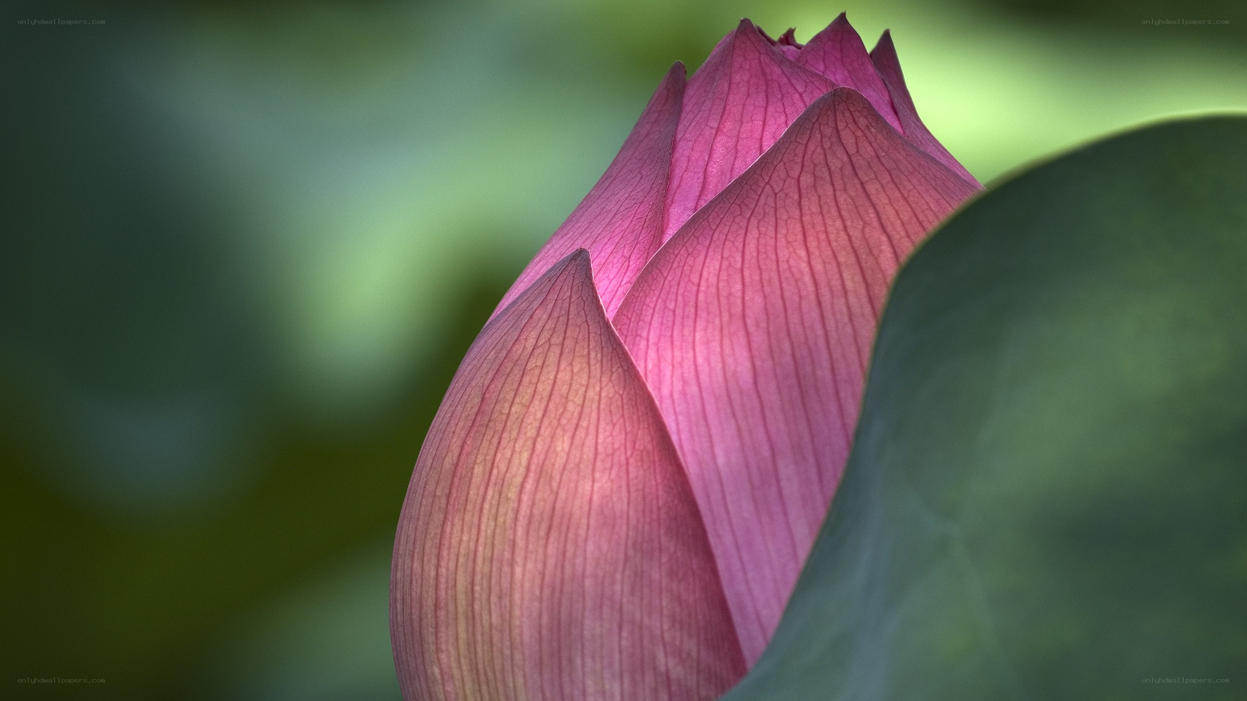 Pink lotus bud in sunlight